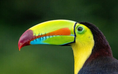 Central America Yacht Charter: Unveil Your Private Paradise in Luxury